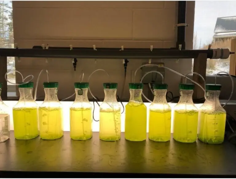 How To Test For Mustard Algae? (With Pictures)