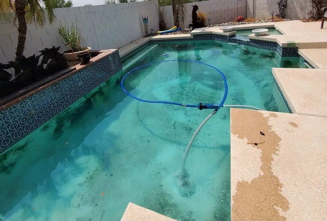 What Does Mustard Algae Look Like? (Pictures Attached)