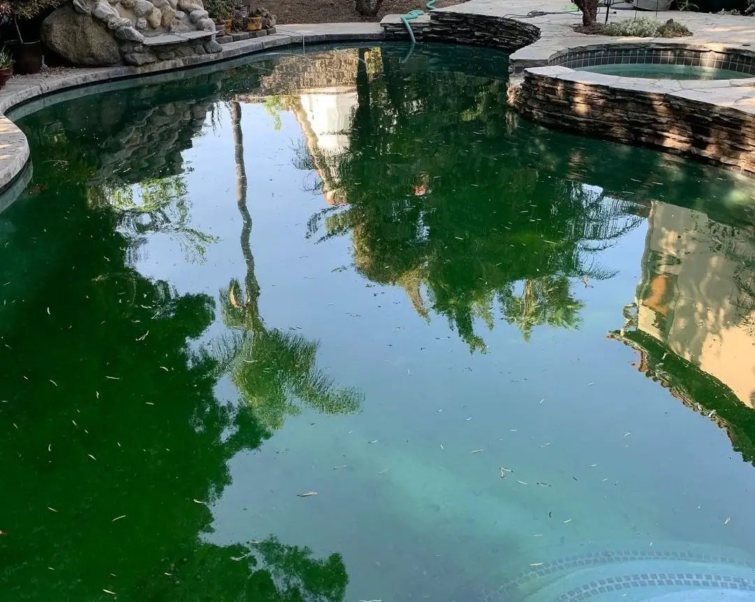 What Does Mustard Algae Look Like? (Pictures Attached)