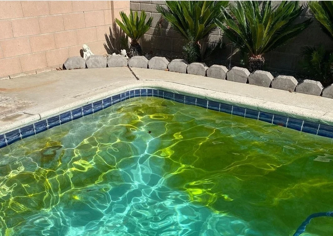 What Does Mustard Algae Look Like? (Pictures Attached)